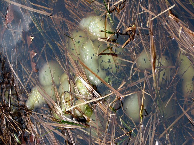 Vegetation provides attachment sites for amphibian egg masses Vegetation provides attachment sites for amphibian egg masses. Credit: Betsy Leppo